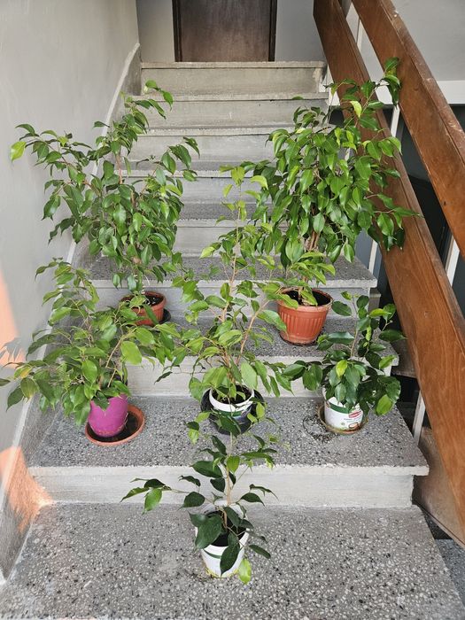 Цветята Бенджамин и Индрише