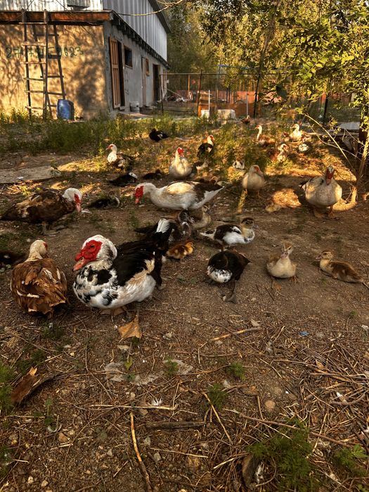 Продоются Индоутки,Селезни