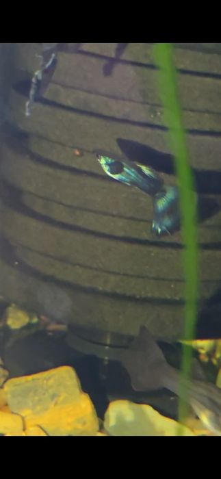 Гуппи московские синии