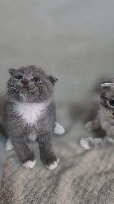 Продам шотландских котят