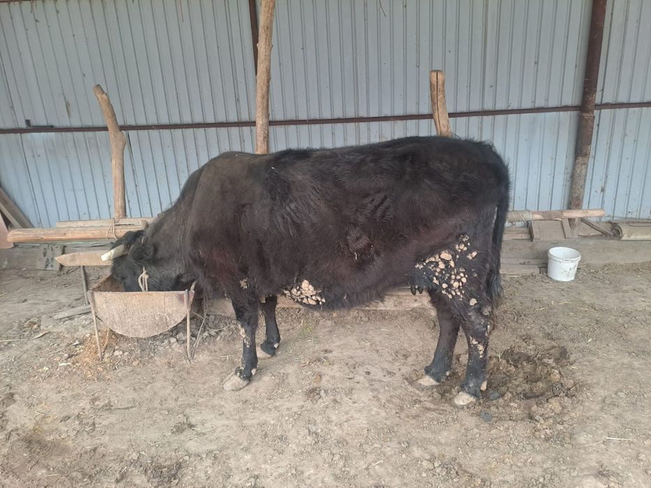 Сиыр саталады семіз