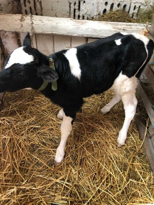 Tăuraș pe negru de o săptămână