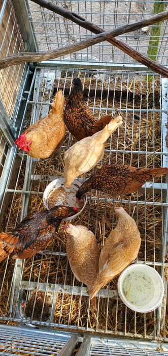 Pãsãri de curte,domestice