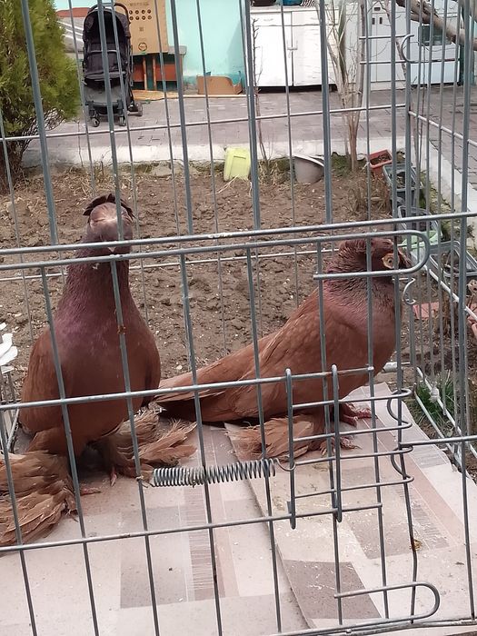 Голуби двухчубые тараз