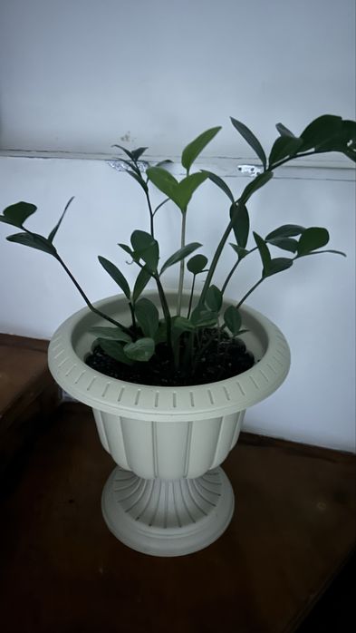 Продам комнатные цветы.