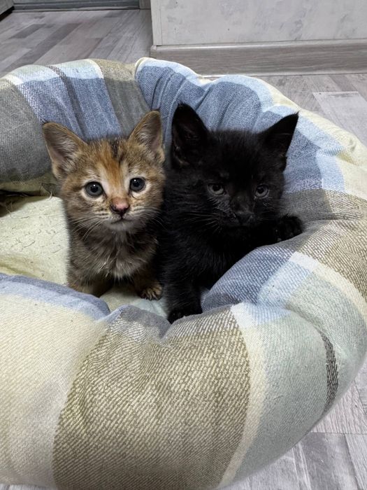 Отдам котят даром