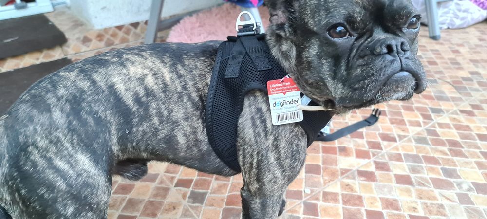 Ham CURLI mărimea Jack Russel