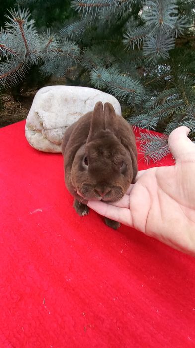 Iepurași de rasă pitici și mari