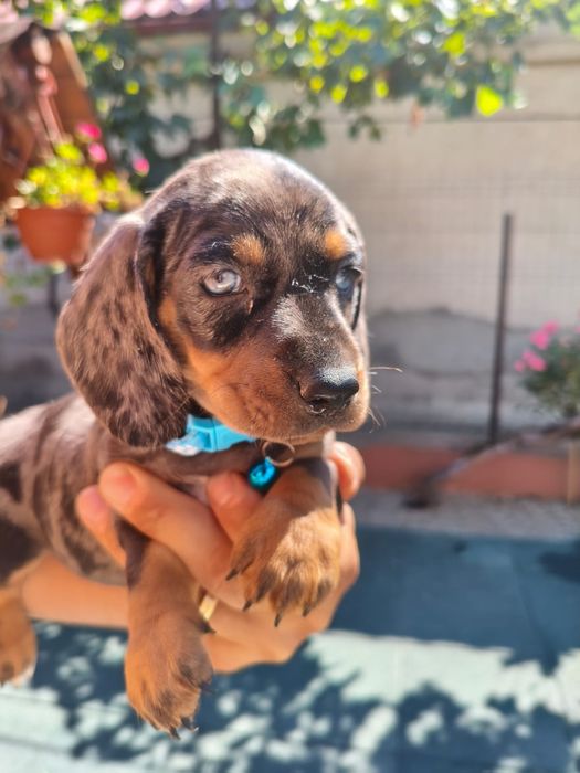 Cățel teckel par scurt