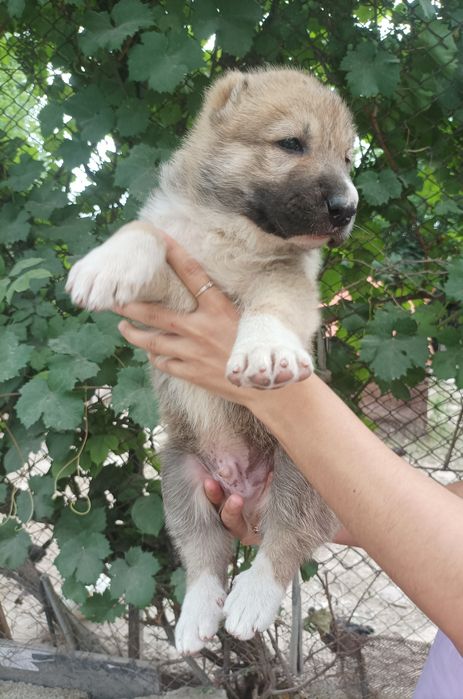 Продаются щенята порода алабай 37 дней