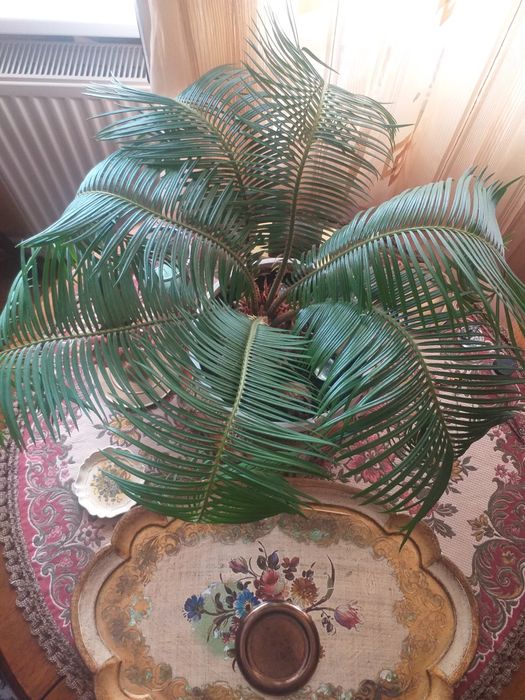 Palmier Cycas ciircinalis sago