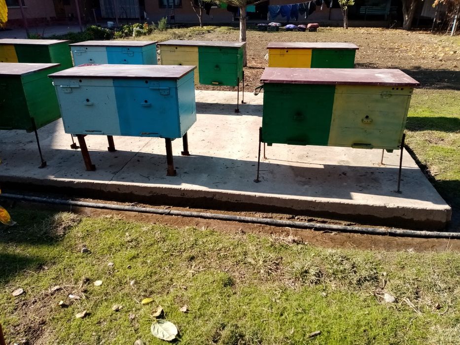 Асалари оиласи яшиги билан (пчеласемя)