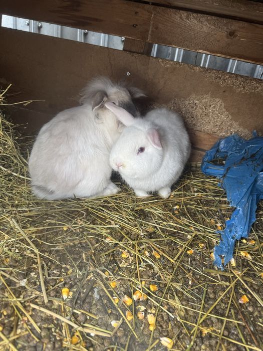 Vand iepuri mici ,cap de leu cu gaini mari