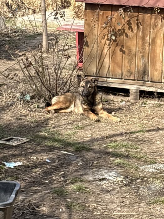 Dau spre adoptie caini de paza sau companie, 9 luni