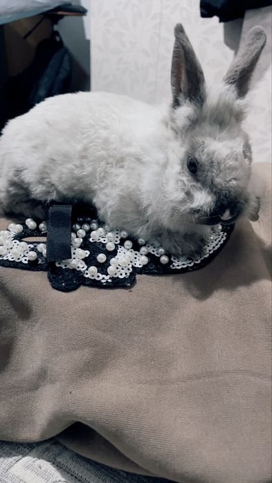 Срочно     продам     кролика