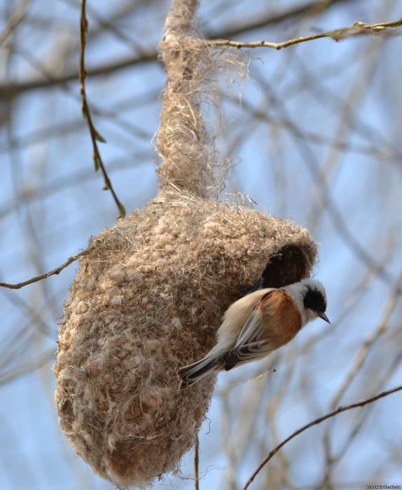 Құрқылтай ұясы (гнездо)