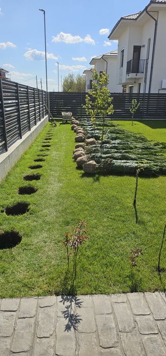 Plante ornamentale leylandi