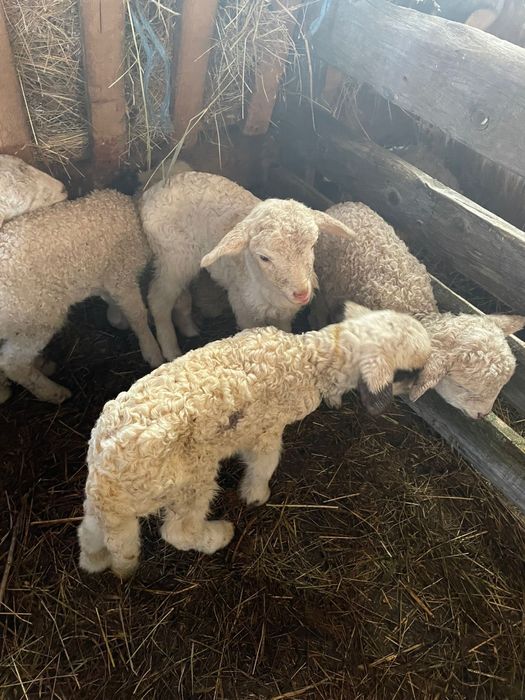 Miei din doi de vanzare