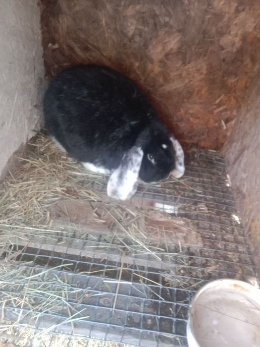 Продам кроликов по 10000