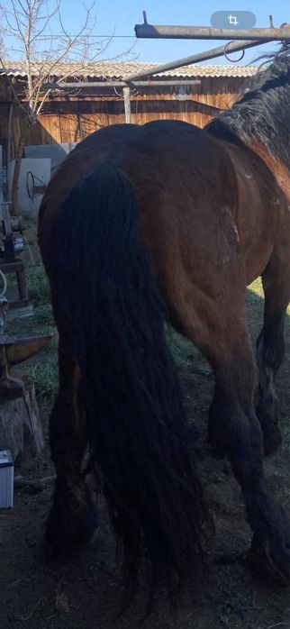 Жеребец Владимирский Тяжеловоз 7 лет