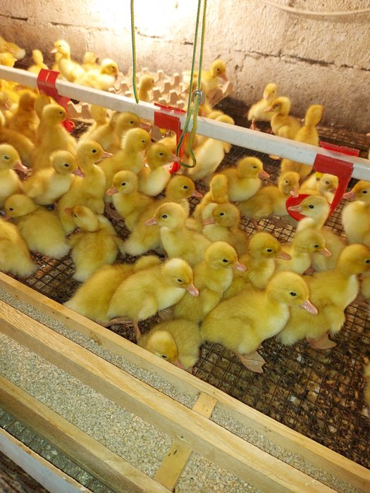 Цыплята  Бройлер.
