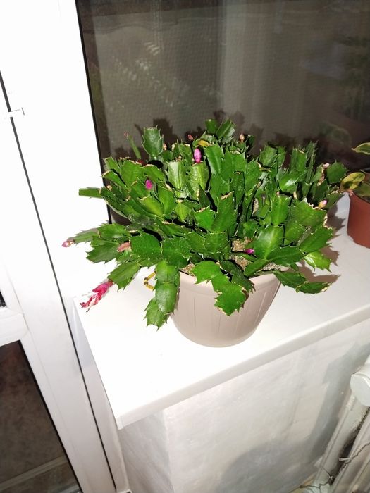 Шлюмбергена или декабрист