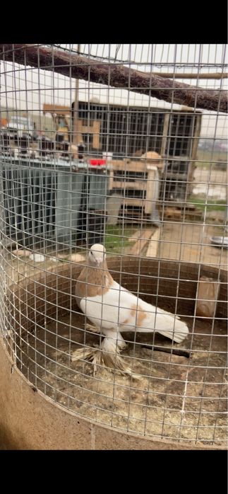 Голуби сочиха, жучка, сизая, тасманка.