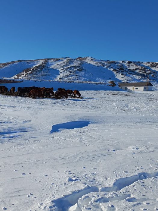 Продам Зимовку Каркаралинск