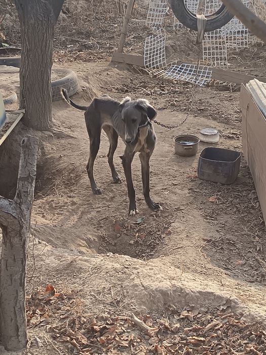 Тазы кушык сатылады