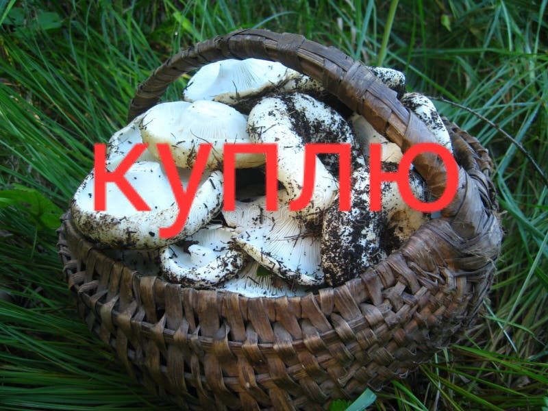 Грузди солёные весом