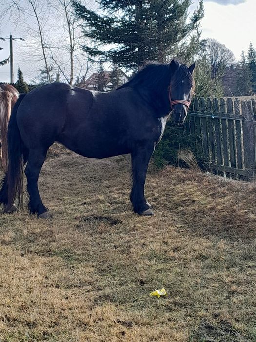 Vând iapa foarte cuminte