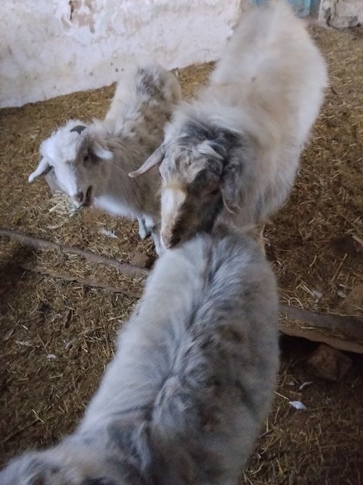 Две козы кодные один баран