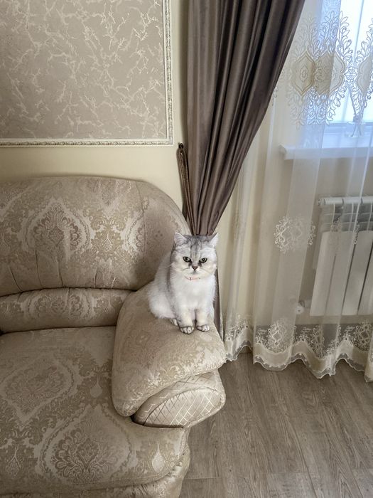 Отдам кошку в добрые руки