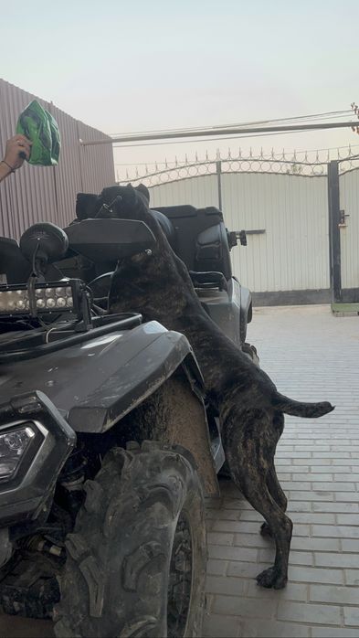 Вязка Кане-Корсо