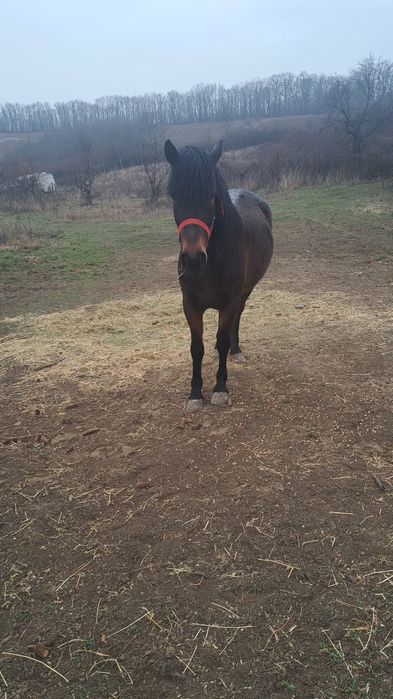 Vând două mânze  tinere