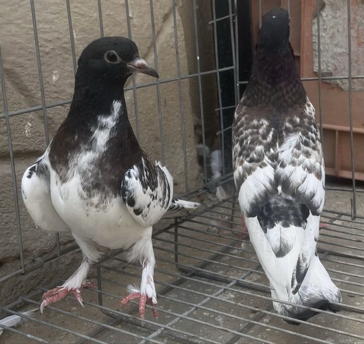 Продам голубей(молодняк)