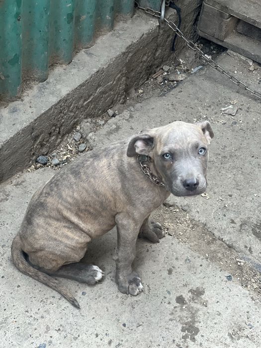 Продам девочку питбуля