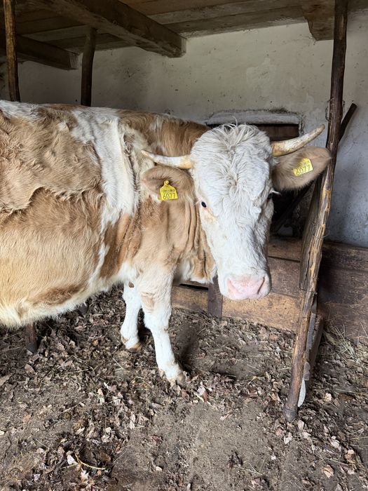 Vaca si vitel de vanzare