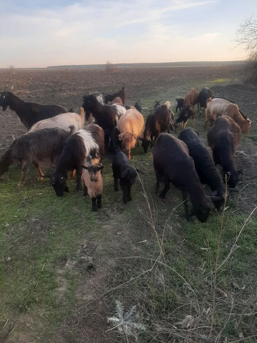 Capre iezi de vanzare