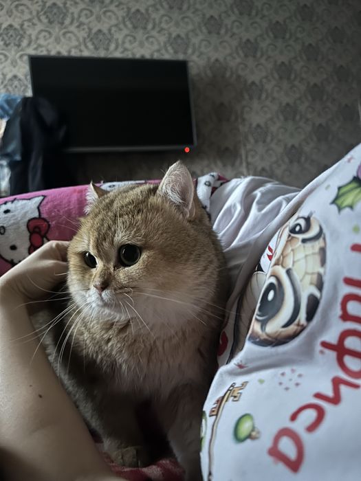 Кот доступен для вязки, порода: Золотая шиншила