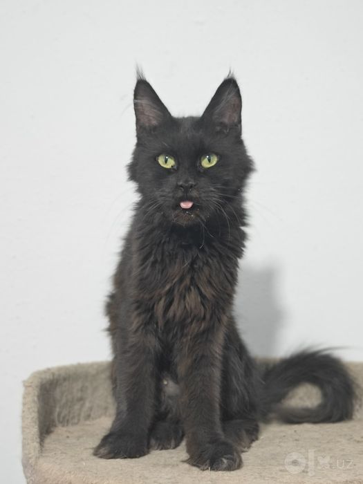Main coon sotiladi qiz