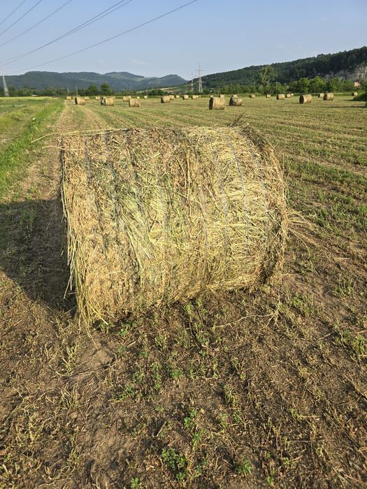 Baloți lucernă rotunzi