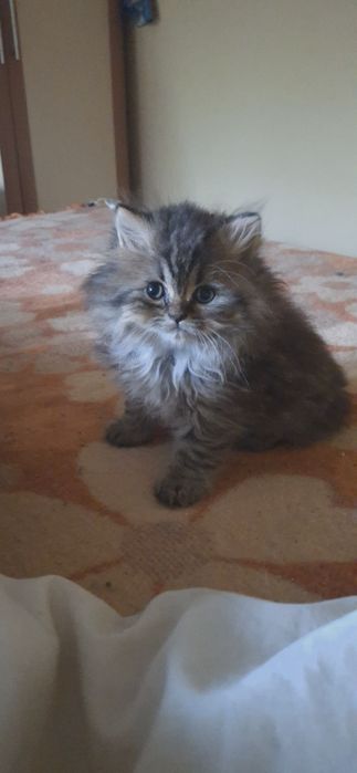 Персийски котета