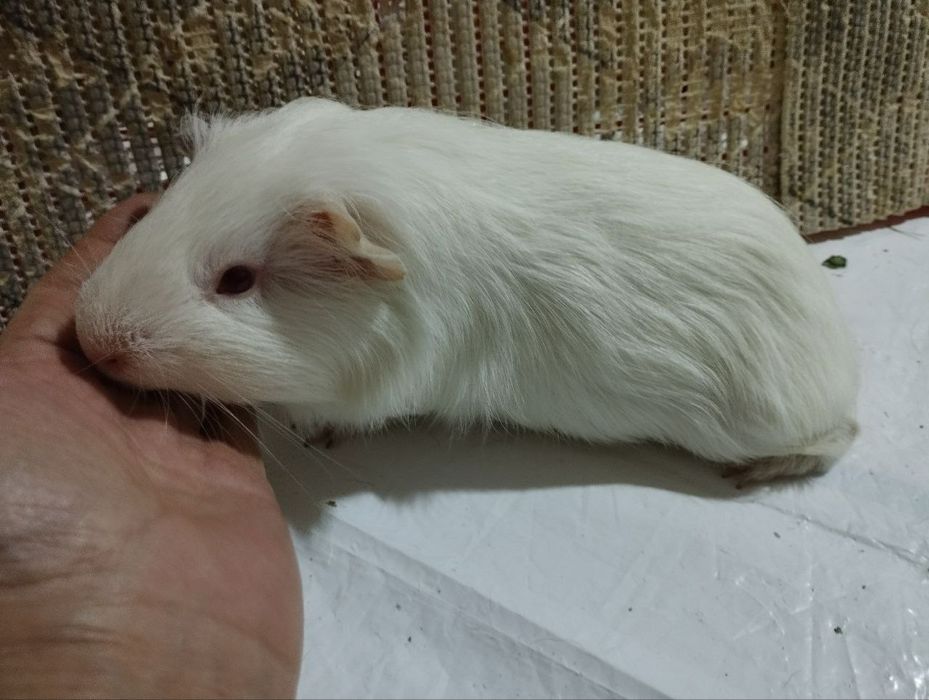 Морские свинки домашние питомцы