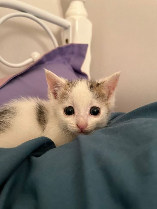 Отдам котёнка девочка