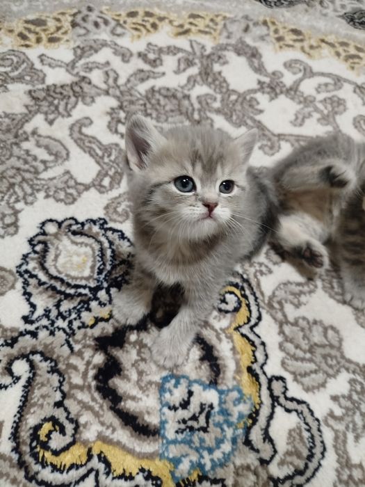 Сотилади тоза зоти онаси фолд отаси Шиншилла  1ярим ойли