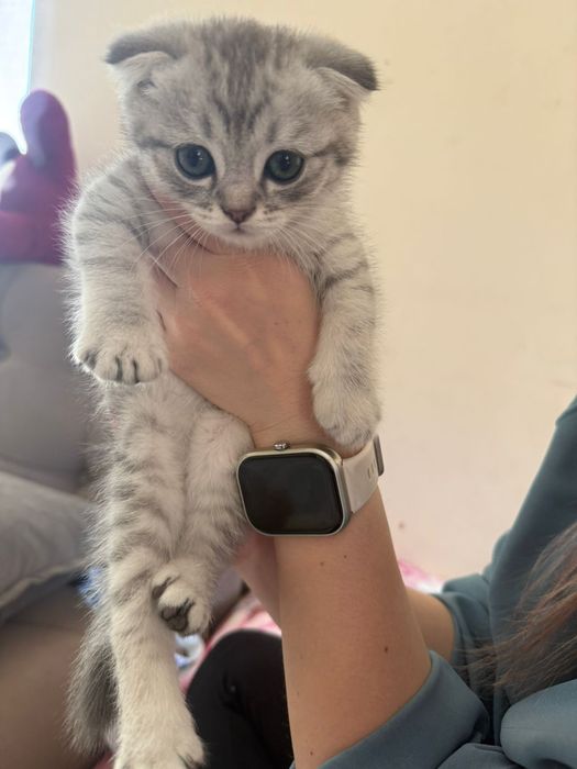 Скотиш-фолд, скотиш-страйт
