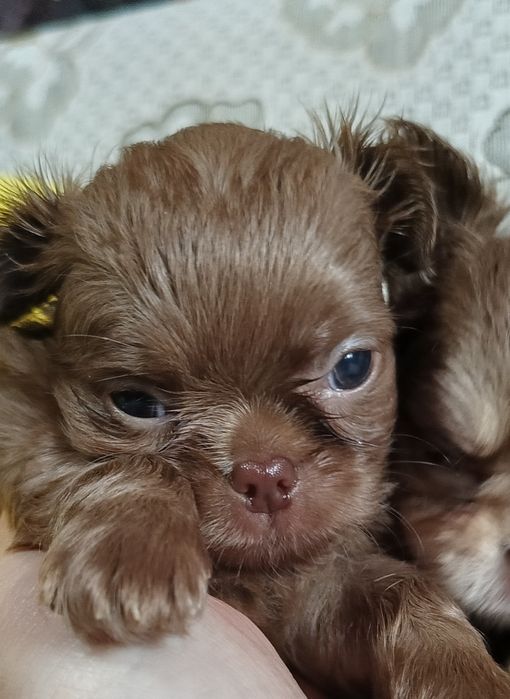 Шикарный малыш чихуахуа