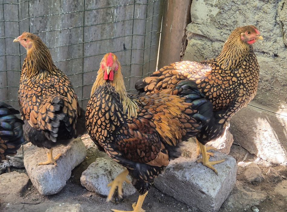 Wyandotte GSG puicute si cocosi