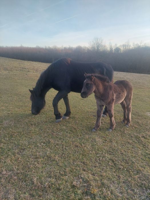 Vand sau schimb iapa gestanta, de 4 ani cu manz de 3 lui.